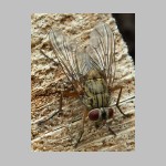 Muscidae sp - Echte Fliege 01a 13mm.jpg